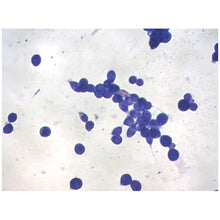 Load image into Gallery viewer, Eukaryotic Cell Biology - Edvotek 1001