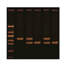 Load image into Gallery viewer, 1125 Diagnosing Huntington's Using PCR