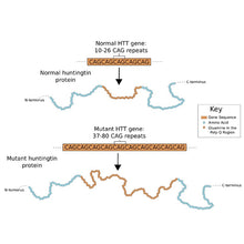 Load image into Gallery viewer, 1125 Diagnosing Huntington's Using PCR