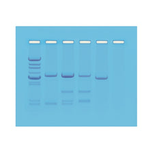 Load image into Gallery viewer, Edvotek 114 DNA Paternity Test Simulation