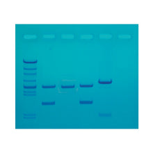 Load image into Gallery viewer, Edvotek 130 DNA fingerprinting made simple