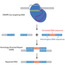 Load image into Gallery viewer, 135 Using CRISPR To Treat Cystic Fibrosis overview