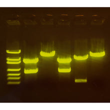 Load image into Gallery viewer, edvotek 210