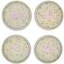 Load image into Gallery viewer, Edvotek 224 Rainbow Transformation result