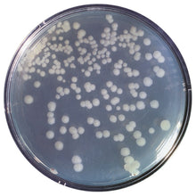 Load image into Gallery viewer, Edvotek 301 Construction and Cloning of a DNA Recombinant