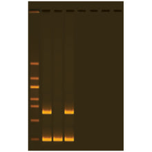 Load image into Gallery viewer, edvotek 323