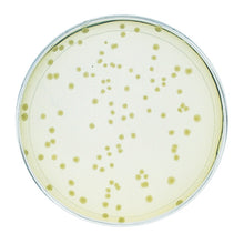 Load image into Gallery viewer, Edvotek 331 Investigating Synthetic Biology