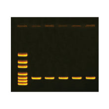 Load image into Gallery viewer, Edvotek 331 Investigating Synthetic Biology