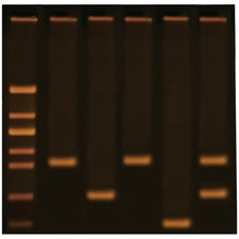 Load image into Gallery viewer, edvotek 363