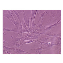 Load image into Gallery viewer, 986 Analysis of Mammalian Cell Types