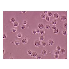 Load image into Gallery viewer, 986 Analysis of Mammalian Cell Types