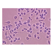 Load image into Gallery viewer, 986 Analysis of Mammalian Cell Types