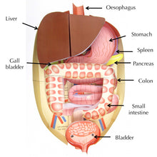 Load image into Gallery viewer, abdomen origami organelle labelled