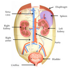 Load image into Gallery viewer, abdomen origami organelle labelled inner organs