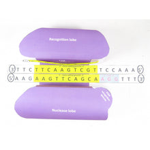 Load image into Gallery viewer, crispr origami organelle