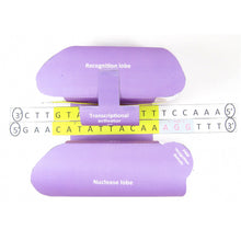 Load image into Gallery viewer, crispr origami organelle