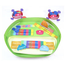 Load image into Gallery viewer, HIV Life Cycle