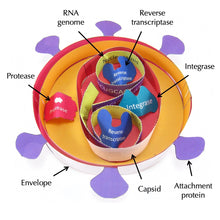 Load image into Gallery viewer, HIV origami organelle