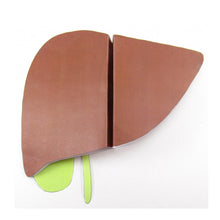 Load image into Gallery viewer, liver origami organelle