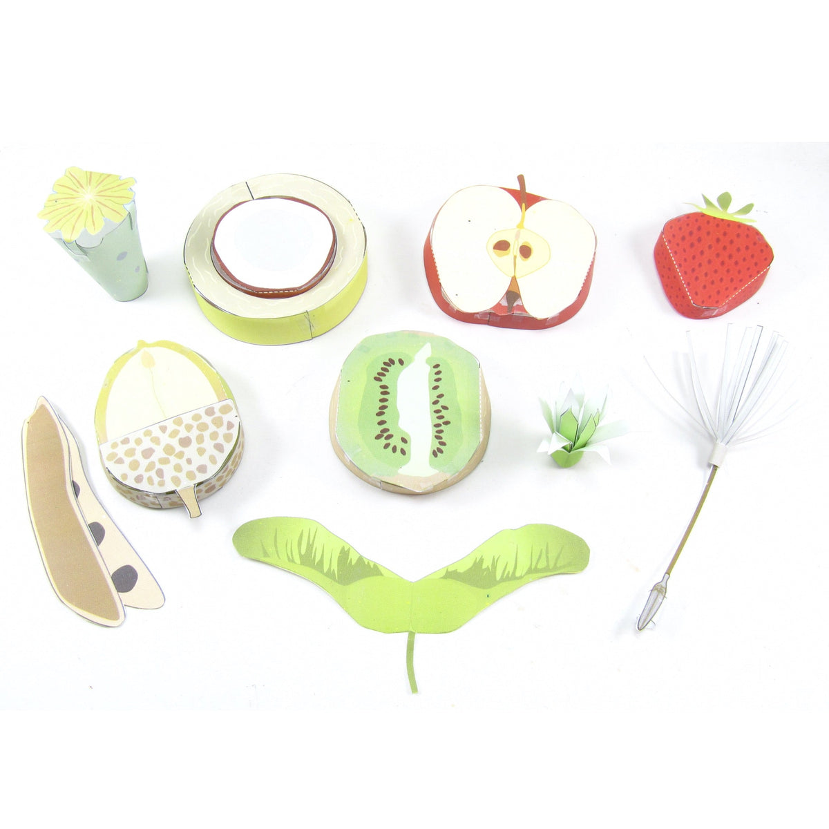 strawberry seed dispersal Seed Dispersal – Discovering DNA
