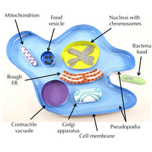 Load image into Gallery viewer, amoeba origami organelle
