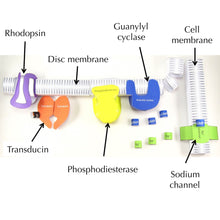 Load image into Gallery viewer, biochemistry of vision origami organelle