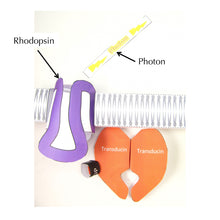 Load image into Gallery viewer, biochemistry of vision origami organelle