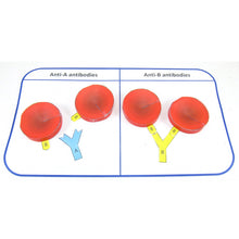 Load image into Gallery viewer, blood typing origami organelle