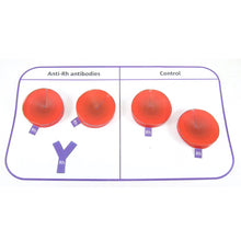 Load image into Gallery viewer, blood typing origami organelle