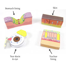 Load image into Gallery viewer, body defences origami organelle