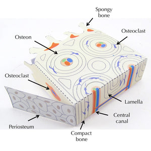 bone tissue origami organelle