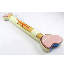 Load image into Gallery viewer, bones origami organelle