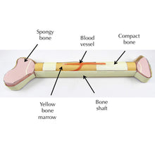 Load image into Gallery viewer, bones origami organelle