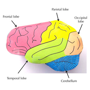 origami organelles brain labelled