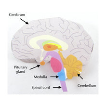 Load image into Gallery viewer, brain structure origami organelle