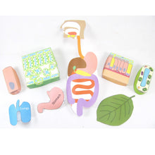 Load image into Gallery viewer, cell organisation origami organelle