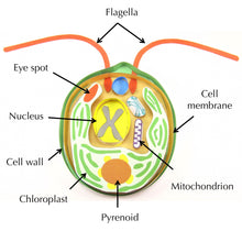 Load image into Gallery viewer, chlamydomonas origami organelle