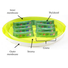 Load image into Gallery viewer, chloroplast origami model