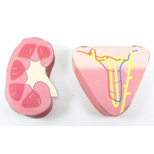 Load image into Gallery viewer, controlling water content origami organelle