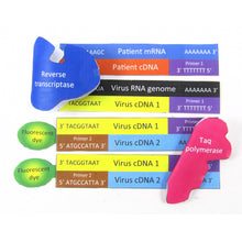 Load image into Gallery viewer, coronavirus dna test origami organelle