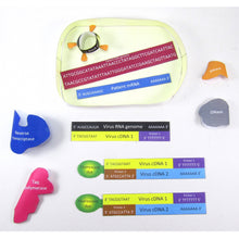 Load image into Gallery viewer, coronavirus dna test origami organelle