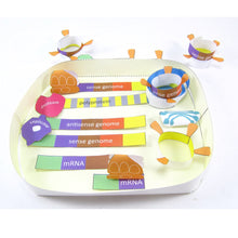 Load image into Gallery viewer, Coronavirus COVID-19 Life Cycle