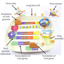 Load image into Gallery viewer, Coronavirus COVID-19 Life Cycle