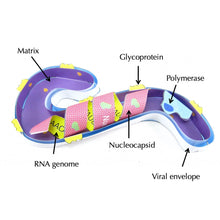 Load image into Gallery viewer, Ebola Origami Organelle