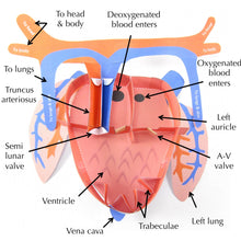 Load image into Gallery viewer, frog heart origami organelle