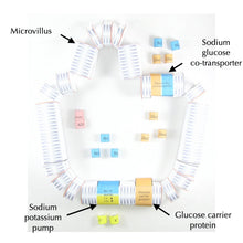 Load image into Gallery viewer, glucose uptake origami organelle