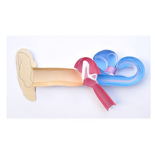 Load image into Gallery viewer, human ear origami organelle