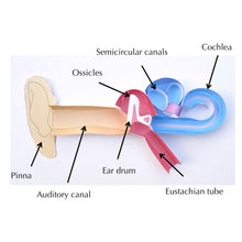 Load image into Gallery viewer, human ear origami organelle labelled