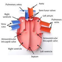 Load image into Gallery viewer, human heart origami organelle