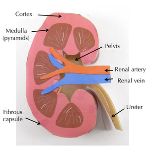 origami organelle human kidney